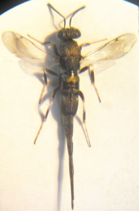 Pteromalidae 001 A.jpg
