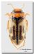 Hydroglyphus signatellus_Segesta_3 II 1991.jpg