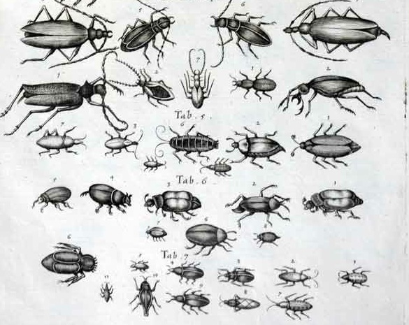 insects14.jpg