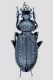 Carabus 1.JPG
