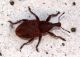 Curculionidae 25 Aprile 2010 218 Visualizzazione Posta elettronica - Rapida.jpg
