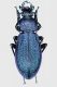Carabus 2.JPG