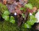 Anemone hepatica 01.jpg