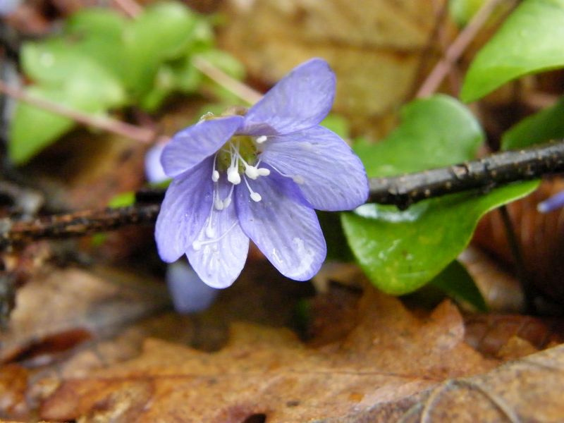 Anemone hepatica 03.jpg