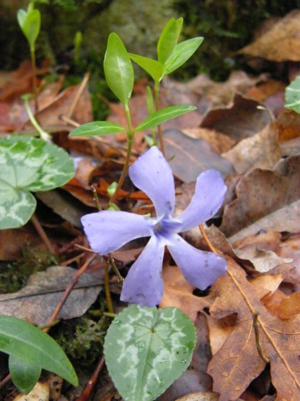 Vinca sp 02.jpg