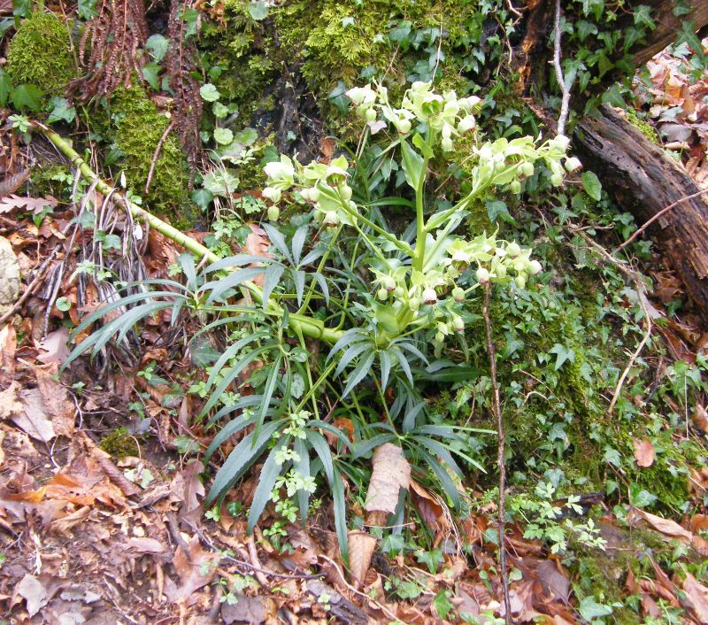 Helleborus foetidus 01.jpg