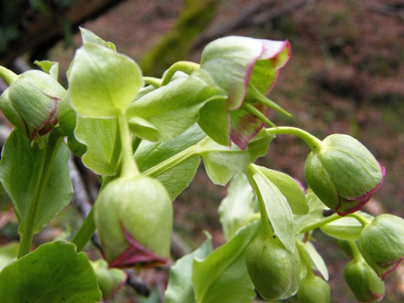 Helleborus foetidus 04.jpg