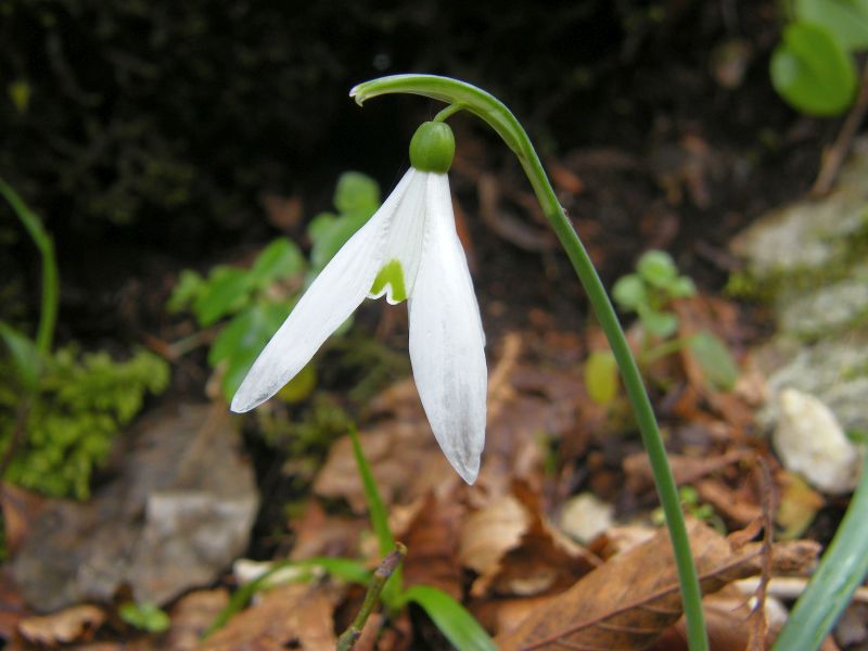 Galanthus nivalis 03.jpg