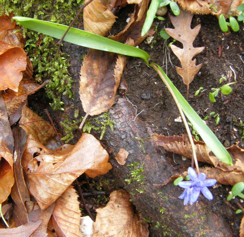 Scilla bifolia 03.jpg