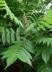 Ailanthus altissima.jpg
