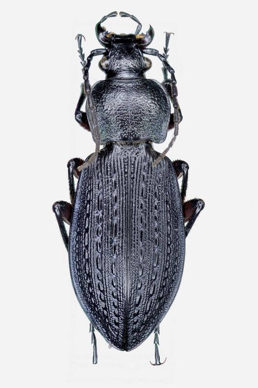 Carabus 3.JPG