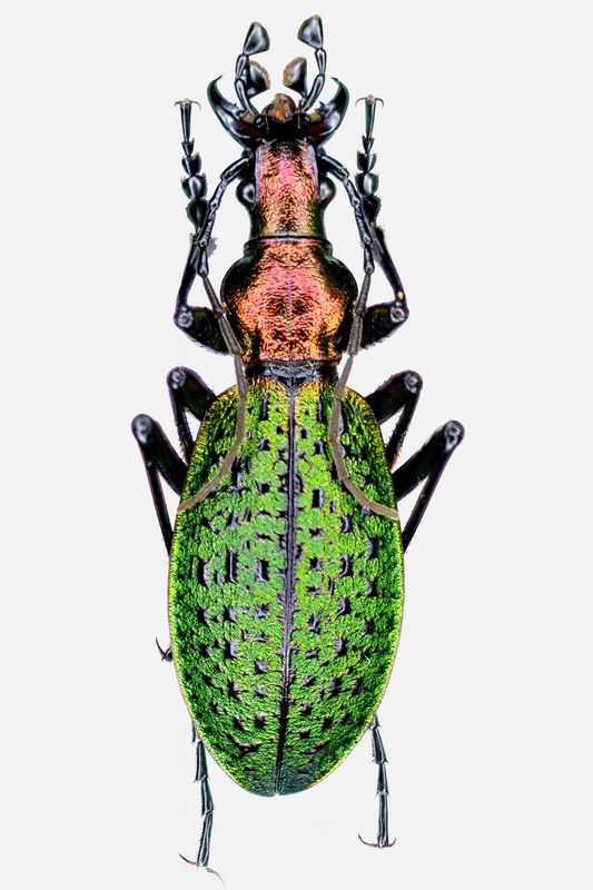 carabus 4.JPG