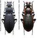 Carabus (Carabus) arvensis ssp..jpg