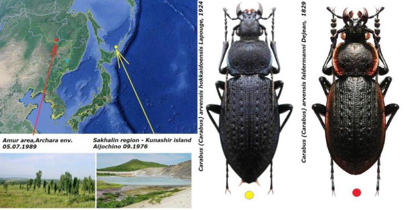 Carabus (Carabus) arvensis ssp. - Kopie.jpg