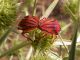 Graphosoma_Turchia_17-VII-2007.JPG