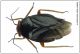 strongylocoris_leucocephalus_dorsal_for.jpg