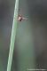 Sespsis_sp.jpg