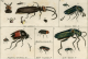 Insects 9.png