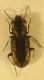 Notiophilus quadripunctatus Dejean, 1826 - Carabidae.jpg