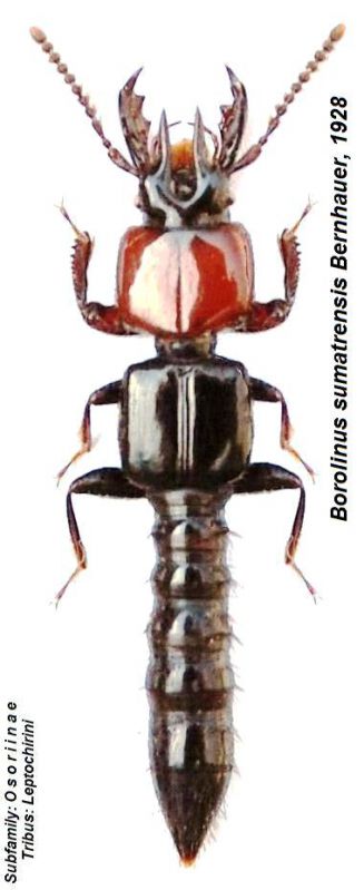 Borolinus sumatrensis Bernhauer, 1928.JPG