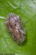 Ledra_aurita_nimph_1533.jpg