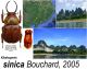 Kibakoganea sinica Bouchard, 2005.JPG