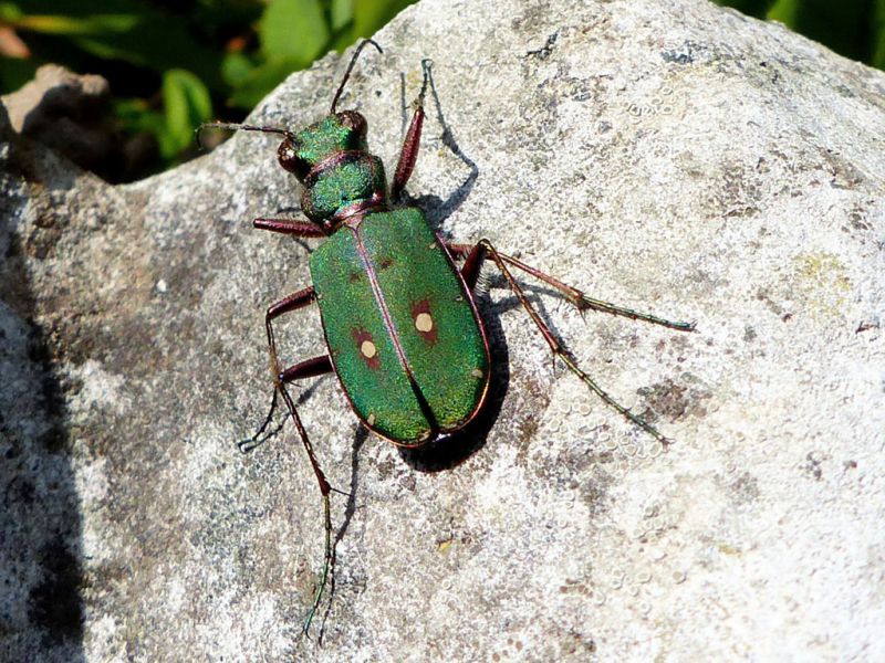 Cicindela (1).jpg