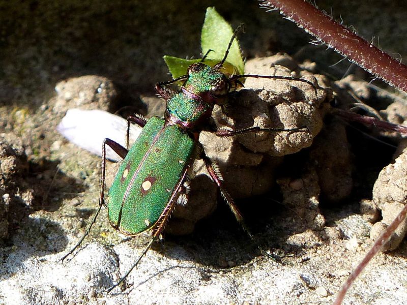 Cicindela (2).jpg