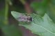 andrena2.jpg