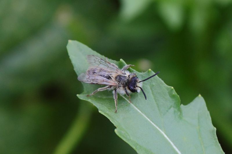 andrena3.jpg