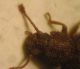 Diodesmaa 004 A.jpg