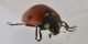 3 coccinella septempunctata coccinellidae mortera .jpg