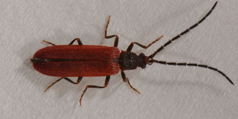 1 omalisus taurinensis omalisidae montecapretto .jpg