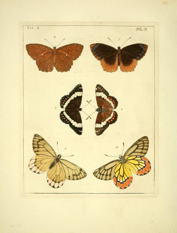 illustrationsofn21773drur_0054.jpg