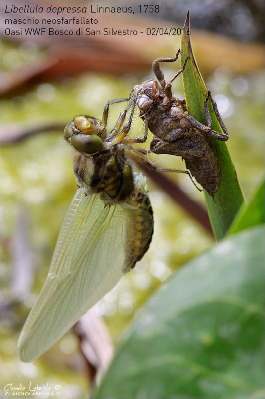 Libellula-depressa_6318_1000.jpg