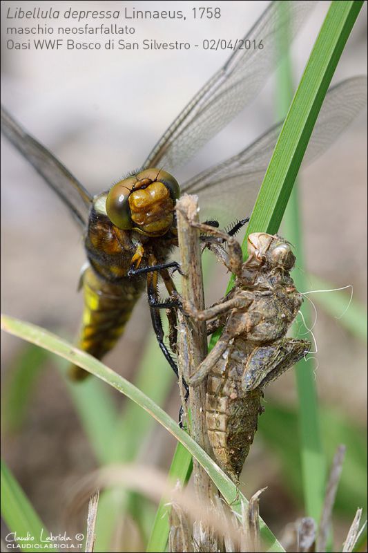 Libellula-depressa_6300_1000.jpg