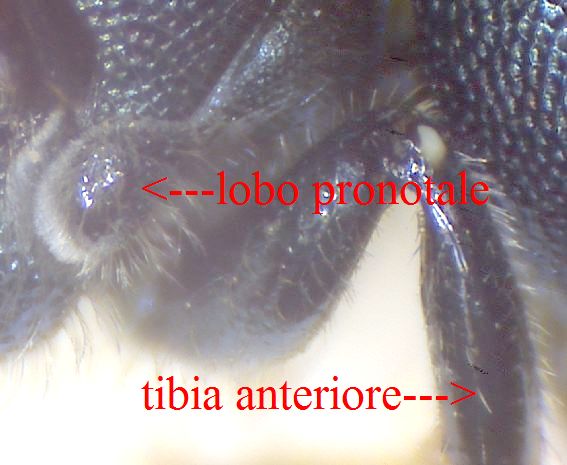 pronoto tibia1.jpg