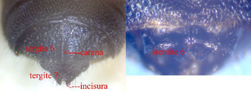 tergiti e sterniti apicali.jpg