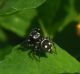 Heliophanus kochii.jpg