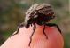 DSC00924Brachycerus-barbarus.jpg
