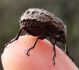 DSC00926Brachycerus-barbarus.jpg