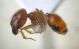 Pheidole pallidula - soldato.JPG