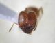 Pheidole pallidula - soldato 2.JPG