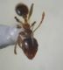 Pheidole pallidula - operaia 2.JPG