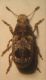 sepicola 001 A.jpg