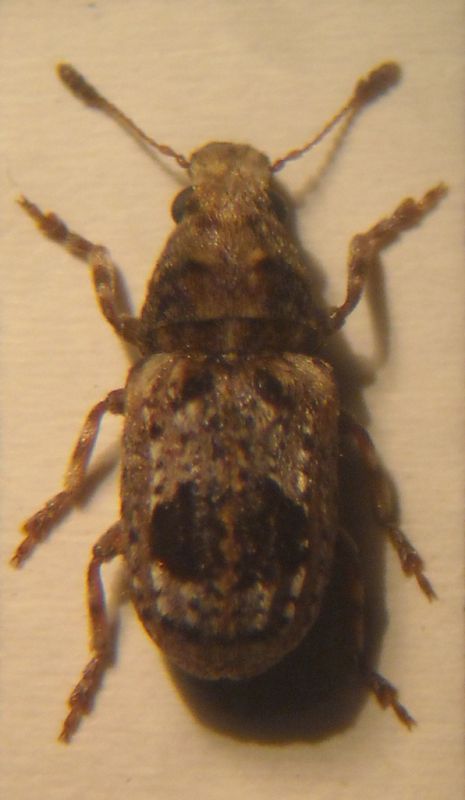 sepicola 001 A.jpg