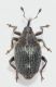 Ceutorhynchus-grenieri-up.jpg