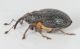 Ceutorhynchus-grenieri-lat.jpg