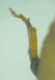 Bostrichidae sp. 3mm 12-04-2016 Okul-2.jpg