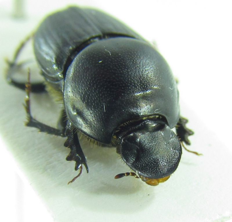 Onthophagus sp. 9mm 16-04-2016 Ev-2.jpg